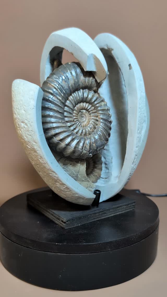 Different ideas come to mind when you're preparing a fossil—particularly regarding its composition and final appearance. Hopefully this one doesn't look too much like the Guinness logo... though perhaps that image was indeed on my mind while preparing this specimen in the lovely hot weather we've been having.
The piece features quite a large Androgynoceras ammonite measuring 11 cm, with a smaller one positioned behind it. It comes with a custom-made stand due to its asymmetrical shape. Locality: Charmouth Beach, Stonebarrow.
#guiness #fossils #ancientspiral #ammnonite #sculpture