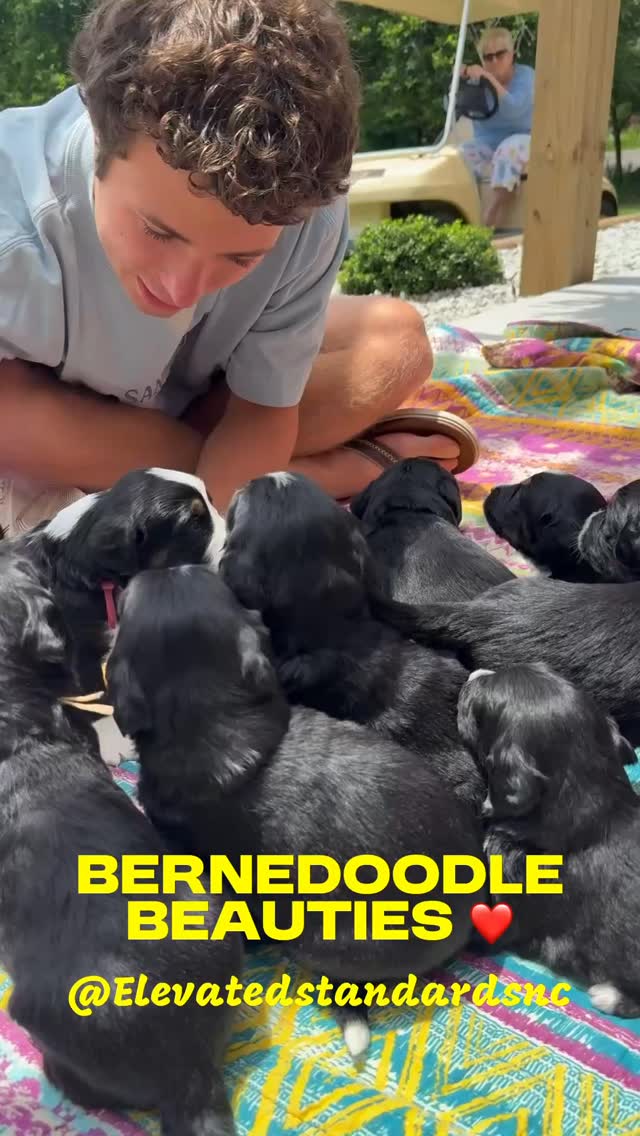 Our 3 1/2 week old Bernedoodle beauties had big weekend! We expanded their world by introducing the beginning stages of potty training, increasing the size of their whelping pen, they played in the sunshine with the kiddos. They are Loving all the interaction and stimulation @elevatedstandardsnc ❤️ #bernedoodlepuppy #bernedoodlesofinstagram #bernedoodle #puppylove