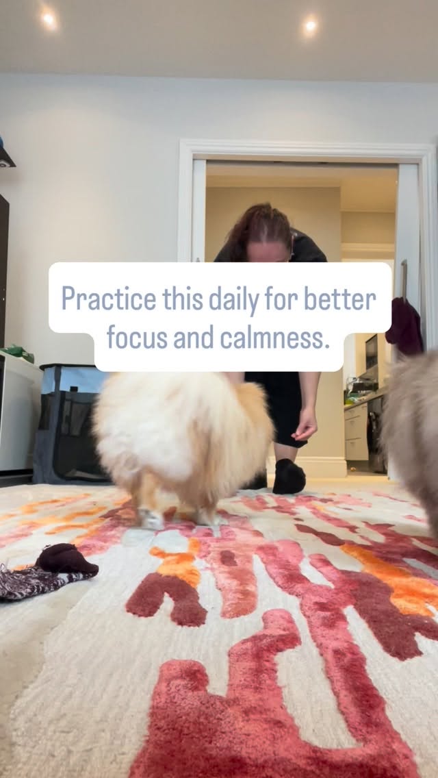 The real goal is teaching your dog to make good decisions!
These two Pomeranians are practicing a simple exercise that builds attention, patience, and impulse control.
The cute synchronized downs are a bonus. 😄
The real win is creating dogs that are easier to live with at home and out in the world.
Need help teaching this? Send me a DM.