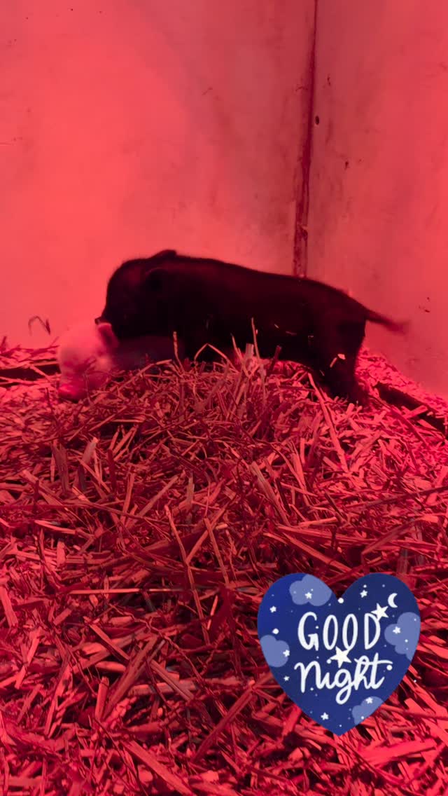 Good night from baby Kiski and baby Claire. #goodnight #piglets #animalrescue #pigsofinstagram #minipig