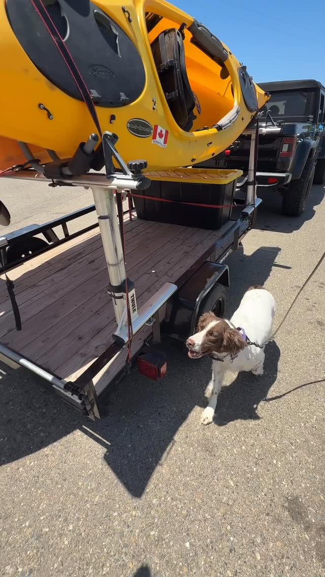 Here’s Skipper working on elevated hides at Modesto Reservoir. This boy loves his job! 🛶🐶
#detectiondog #conservationdogs #dogtraining #biodetectiondogs #invasivemussels