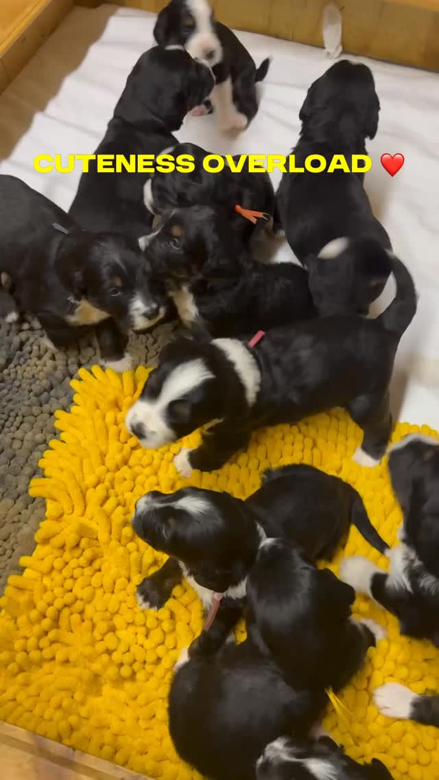 These puppies worlds are expanding! They are learning how to socialize and interact with us and each each other… Cuteness overload ❤️@elevatedstandardsnc