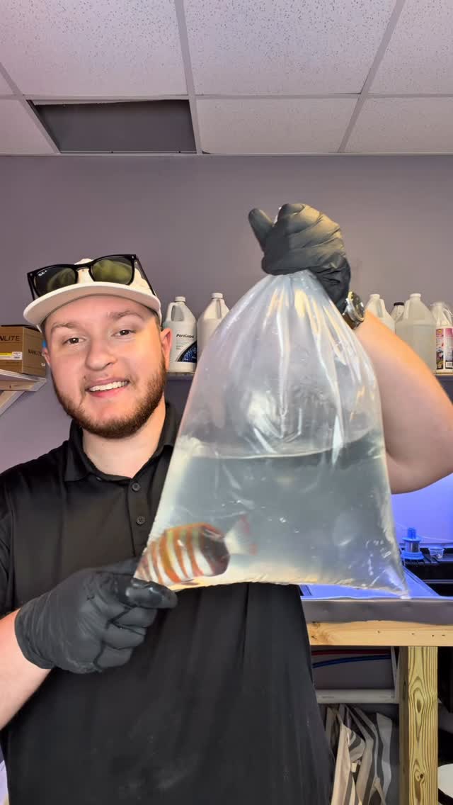 HARLEQUIN TUSK: ONE OF THE COOLEST FISH IN THE HOBBY 🐟
We just received a fresh saltwater shipment with tons of new arrivals, including this incredible Harlequin Tusk!
Check out our current stock list:
https://www.undertheseanc.com/retail-store
Open today 11–6