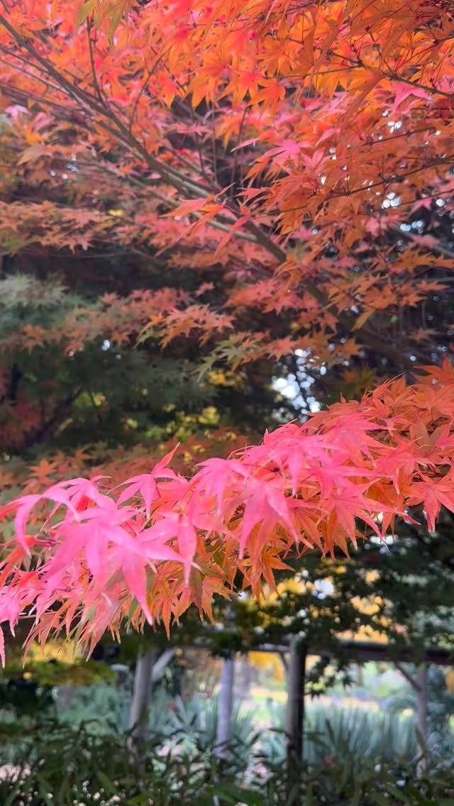 🍂✨ ACER JAPONÉS | El otoño en su máxima expresión
Cuando llega el otoño, el Acer japonés se convierte en el protagonista absoluto del jardín. Sus hojas se transforman en una paleta de rojos, naranjas y dorados que quitan el aliento. 🌿🔥
🌱 ¿POR QUÉ ELEGIRLO?
▪️ Follaje espectacular en otoño 🍁
▪️ Porte elegante y escultural
▪️ Ideal para jardines pequeños y macetas grandes
▪️ Más de 300 variedades disponibles
▪️ Perfecta planta ornamental de cuatro estaciones
☀️ CUIDADOS BÁSICOS
▪️ Media sombra o sol suave
▪️ Riego moderado y constante 💧
▪️ Suelo ácido y bien drenado
▪️ Abono en primavera para potenciar el color
▪️ Proteger del viento fuerte y heladas intensas
🍂 En otoño no necesita nada especial... solo que lo admires.
#AcerJaponés #AcerPalmatum #OtoñoEnElJardín #Jardineria #PlantasOrnamentales