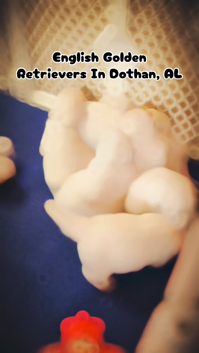 There is nothing cuter than an English Golden Retriever puppy. They are now eating and playing and exploring new items for brain development. #Puppy #dog #doglife #puppylove #englishgoldenretriever