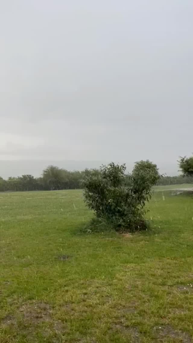 Caught in a thunderstorm just at the beginning of a training walk, so pivoted to an indoor session in @petsathomeportsmouth
Great opportunity to work on existing in a very distracting environment.
Working on lead etiquette, sniffing, leaving toys/treats that don't belong to you... Yet. And working in settling.
It's also a great alternative for enrichment when it's hot (there's air conditioning!).