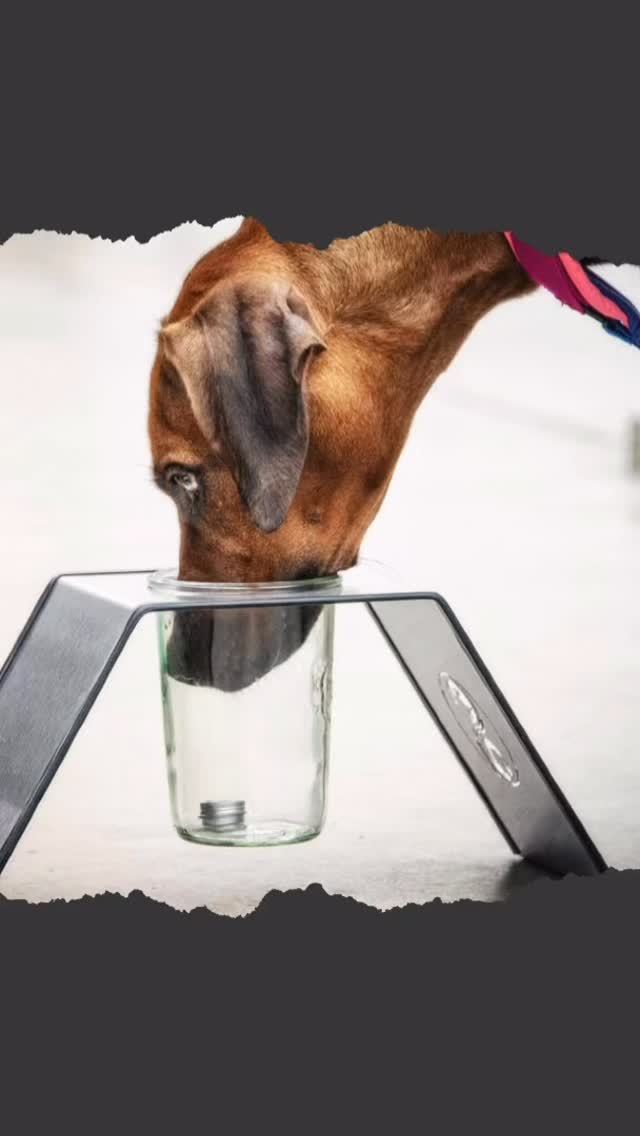 https://www.einfachtierisch.at/event-details/scent-work-seminar-mit-simon-prins