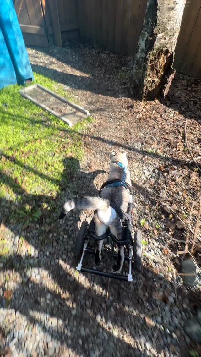 Memories are so purrecious and meowgical. Angel HarPURR’s spirit and mission will purrsevere as he taught us all so much during his time here with us. He will continue to have that impact infinitely ♾️ . We as “humans” think once someone has passed it is finality. HarPURR will purrove that he extends beyond that.
The way Angel HarPURR zoomed around purroved that a cat with special needs could live their best life. His every moment was filled with love and joy. His little purrance and hops just emanated that. The light that always followed him was purroof of his ever-lasting gift. The icing on top was how he would zip toward me and share that purrecious love of his. That was purriceless and irreplaceable.
Help Angel HarPURR continue to share his mission to insPURRire, advoCATe, eduCATe, encourage and demonstrate compassion purrsevere by letting your light shine bright from within.
advoCATe 💨 eduCATe 💨 insPURRire
#gato #guapo #fyp #angel #warrior
HarPURR Kitty Warrior-Rest in Purrever love my HarPURRoni-2/20/2026 🖤🌈🖤