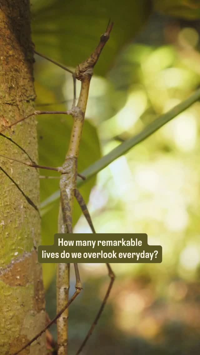 Every life has a story. Some are simply harder to see.
#animalitarian
#natureawareness
#insectlovers
#wildlife
#alllifematters