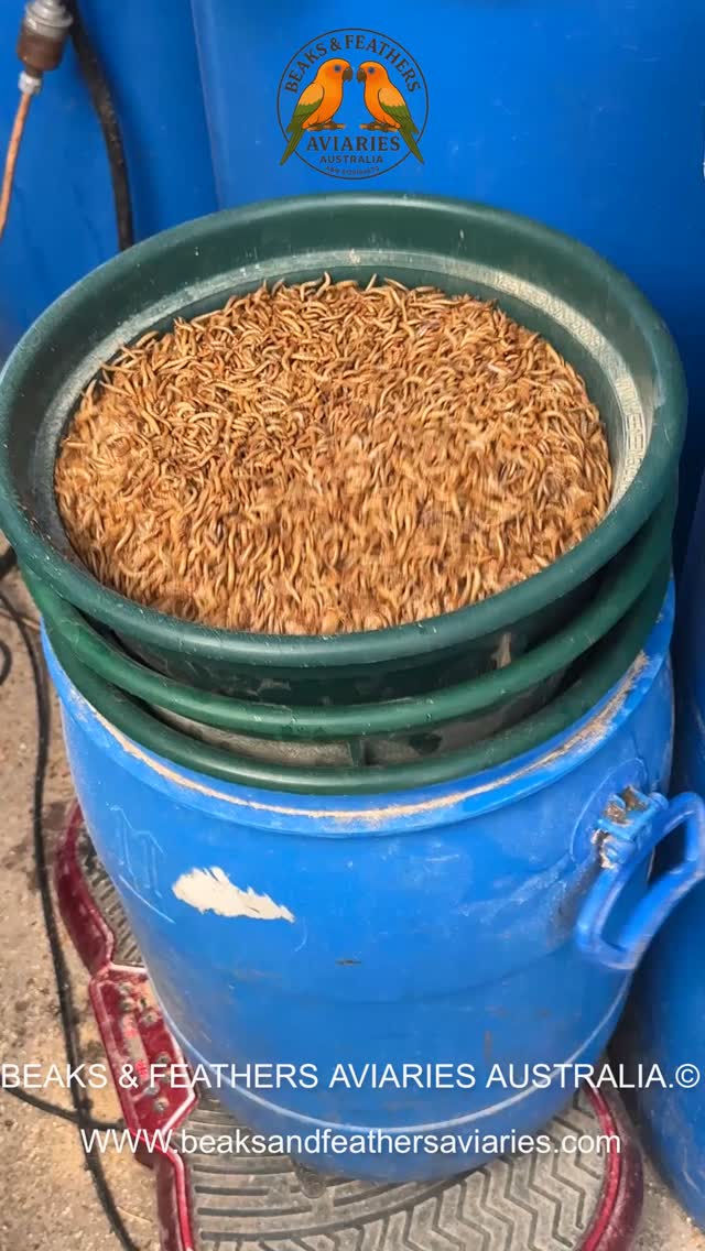 How we have been Sifting Mealworms for some years now.
Mealworms and some accessories will be added to our shop soon :)
Feel free to contact us
https://www.beaksandfeathersaviaries.com/mealworms
#Movavi #mealworms #beatlesepaeator #mealwormfarm
#beaksandfeathersaviariesmealworms