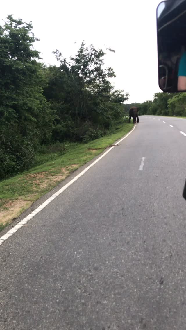 Just us and an elephant! 🐘
Throwback to 2019 when Fred Vessey and I raced around Sri Lanka for two weeks in a rickshaw or tuk tuk for various charities including @stgeorgeshospitalcharity.
Towards the end of what was a really varied race through chaotic cities, lush jungles, tea growing mountain towns and deserted beaches, we drove through a vast nature reserve and encountered this massive, lonely male elephant.
After cleverly blocking us from passing multiple times, we realised we had to bribe Mr. Elephant with whatever food we had.
In this case, it was some custard cream biscuits. 😂
I threw them out the side of our rickshaw as Fred drove past. Mission accomplished!
A few days later in incredible heat, we finished our two week race. It had been awesome.🤘🏻
#srilanka
#traveladventure
#roadtrip
#wildlife
#adventuretravel