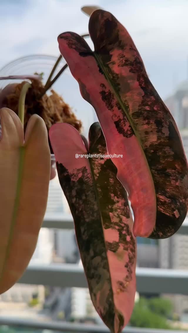 Not all hybrids are created equal. Premium 🧬 carefully selected and then propagated as clones for stability and consistency.
#rareplants #pinkplants #tissueculture #premiumgenetics #rareplantstissueculture