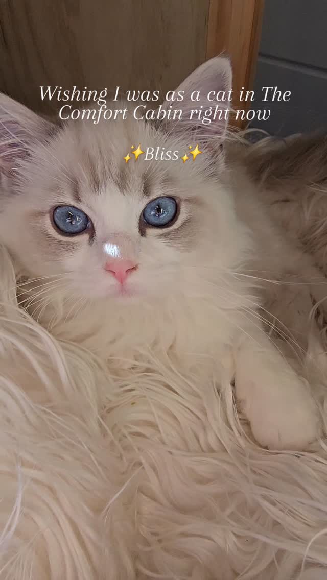 Chill afternoon in The Comfort Cabin with Powder, before her flight to Adelaide ☀️😌
#Hamiltonpettransport #ragdoll #ragdollcat #pettransport
**Spot the typo😭🤣**