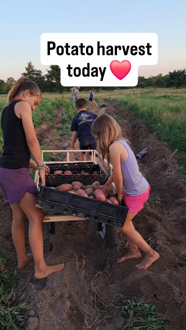 Summer time means garden time! In February, we planted red potatoes in an area the pigs had been on last fall. We tilled the soil, used the tractor to create raised rows, and planted the potatoes. Once the bushes were about 8" tall, John brought the plow back through to mound up the dirt again. Three months later, John brought the single bottom plow through to pull up the potatoes. We brought in over 400lbs in under 2 hours! We pulled 0 weeds, watered 0 times, and used NO fertilizer or herbicides. Now if only tomatoes were that easy.... 😁
#regenerativefarming #farmersvilletx #supportfarmers #farmkidslife