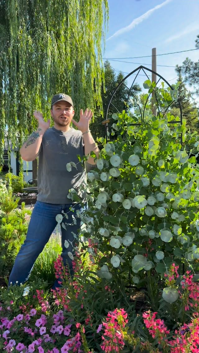 Kintzley Ghost honeysuckle for the win and major impact in the garden! Growing zones 4-8 but I grow it in full sun zone 9a northern CA where summer gets over 110° for weeks on end. To hooked up to irrigation and gets water 2x a day in the summer since it’s so hot here. Best part is that it’s a gorgeous native plant!