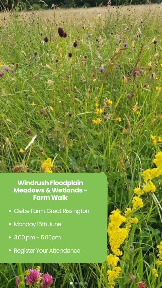 🌿 Windrush Valley Farm Walk at Glebe Farm🌿
Join us for a special afternoon at Glebe Farm, where farmers and landowners from across the Windrush Valley are invited to explore one of the region’s most inspiring examples of floodplain meadow and wetland management.
Kindly hosted by John Spooner, we’ll take a guided walk through his meadows and wetlands at their June peak, learning about his management approach and how he is working to secure long-term support through the Countryside Stewardship Higher Tier scheme.
The event will also bring together the wider Windrush partnership – including @fwagsouthwest @cotswoldsriverstrust and @cotswoldsnl – to share updates on FiPL-funded projects already delivering benefits across the catchment, as well as plans for the next three years.
With floodplain meadow restoration, wetland creation, river restoration and natural flood management high on the agenda, this is a fantastic opportunity to see successful projects first-hand, exchange ideas, and help shape the future of the Windrush Valley.
📍 Glebe Farm
📆 Monday 15th June
⏰ 3:00pm - 5:00pm
Please note due to limited numbers this event is for Windrush Valley landowners and farmers only.
Link in our bio to register your attendance ⬆️
#WindrushValley #SustainableLandManagement #FloodplainMeadows #WetlandCreation #NatureRecovery