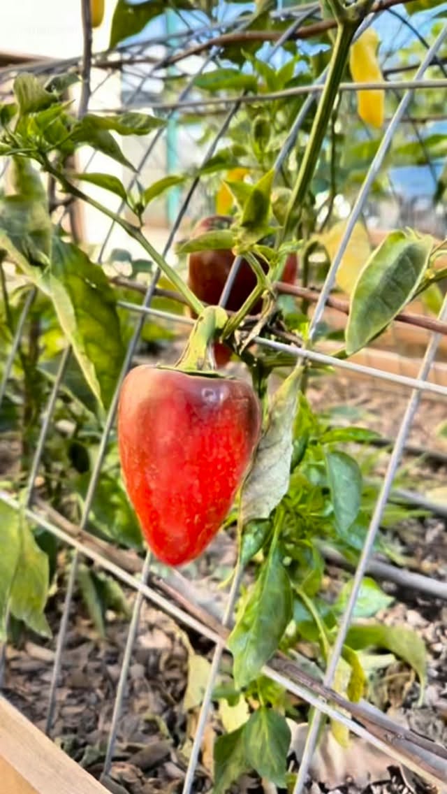 🌱 ¿Se imaginan cosechar alimentos a pasos de su casa?
Junto al alcalde de Peñaflor, Rodrigo Cornejo, el presidente de nuestra Red y alcalde de Cerro Navia, Mauro Tamayo Rozas, y Macarena Jara de FAO Chile, conocieron la experiencia de los Huertos Urbanos, una iniciativa que transforma espacios comunitarios en lugares de encuentro, aprendizaje y producción de alimentos.
🥕 Más de 115 huertos activos hoy fortalecen la seguridad alimentaria, promueven la educación ambiental y ayudan a construir comunidades más sostenibles y organizadas.
Cultivar alimentos también es cultivar comunidad🌿
