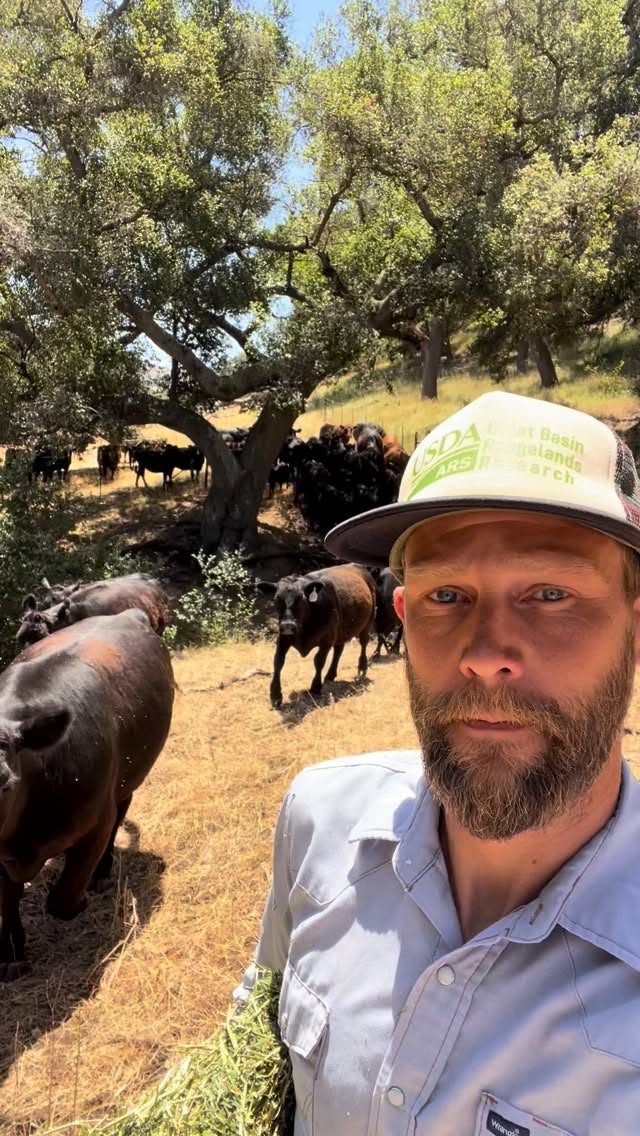 A fun little solo move leading the cows through three gates. It doesnโt always go this smoothly, especially when thereโs calves involved. ๐ฎ๐ฎ๐ฎ
#ranching #centralcoast #california #rangeland #grassfedbeef