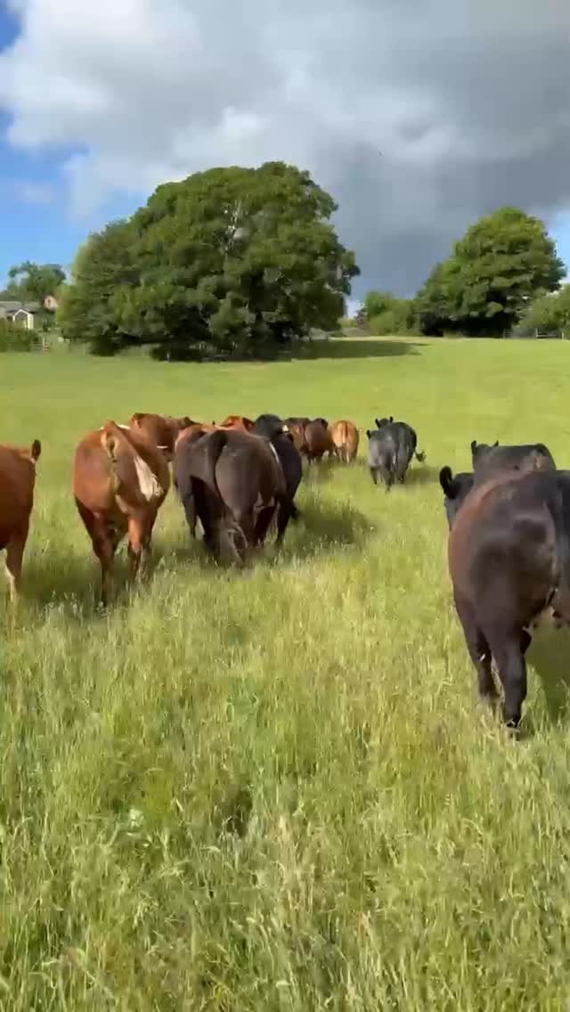 @norcalvets #cowsofinstagram #farmlife #happycows #familyfarming