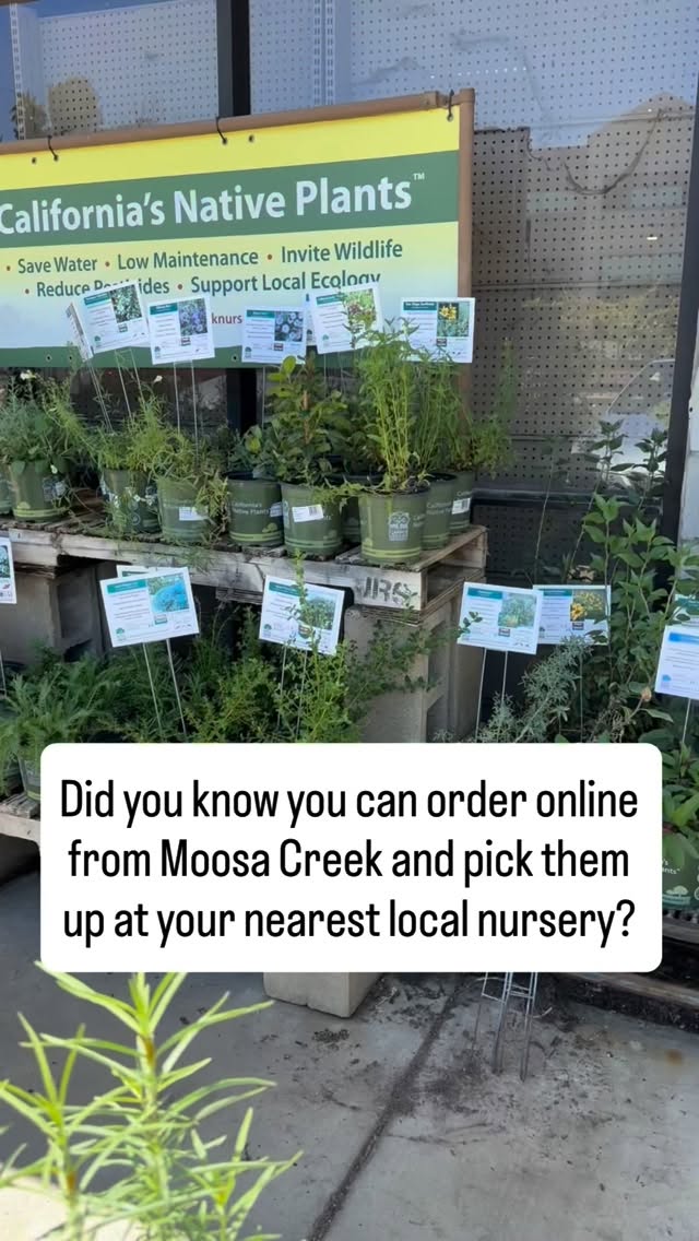 Did you know you can special order native plants online and pick them up at your nearest local nursery? Visit our website to browse our selection and find the retail location closest to your community. Growing native has never been easier!
#californianativeplants #moosacreeknursery #californianatives #nativehabitat @grangettosfarmandgarden