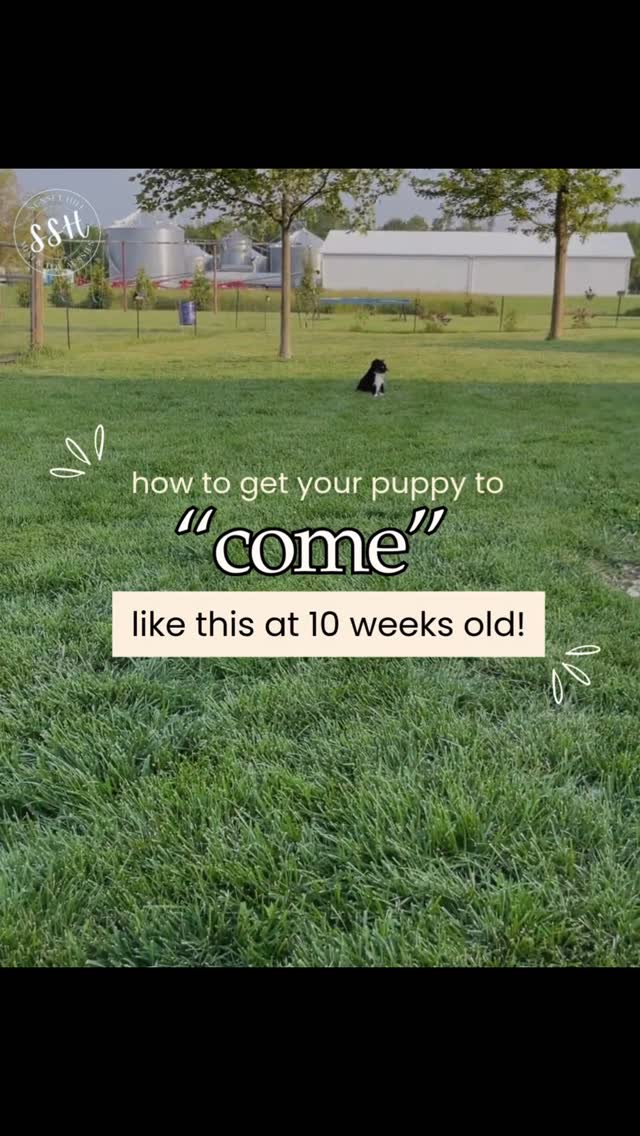 “Game mindset” is KEY 🔑 for teaching “come”.
Listen, I tried it the other way for years with every dog I owned from rescues to old dogs to little puppies and purebreds, and it boiled down to how much bacon could I offer and bribe them to come because at some point in time something else was always better than what I had.
Maybe it was a pile of rabbit poop 💩 maybe it was playing with the other dogs 🐶 maybe it was digging a hole 🕳️ under my swingset- but they were all more fun than me saying come because come was the end of fun and that’s why it didn’t work.
Once I switched it to a game and made it fun 🤩 for the puppy they realized that listening to me say come meant they got to have more fun! 🙌🏼🙌🏼🙌🏼 and that’s the game changer!
Follow these steps:
* Start with a game of Chase
* Then only step back one or two steps and say come one time only and wait for them to come to you
* Slowly increased distance
* if at any point in time, they don’t listen go back to a closer distance or play some more chase
You’ve got this. It’s gonna be awesome but remember keep it fun. 🤩🙌🏼🐾 no bacon required.
#miniaussiepuppy #puppytrainingtips #miniaussietraining #recalltraining #toyaussies