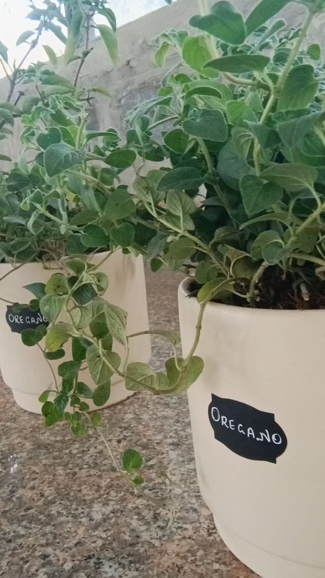 Love what you do๐ฑ Do what you love๐
Customised green decor for the best hotels and resortsโจ
#greendecor #herbs #buffetdisplay #chefs #planters