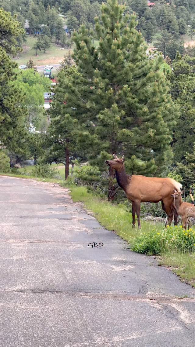 This cow elk has double the cuteness following her across the road.
Which one do you think is her calf?
#wildlife #nature #elk #bullelk #foryoupageシ
