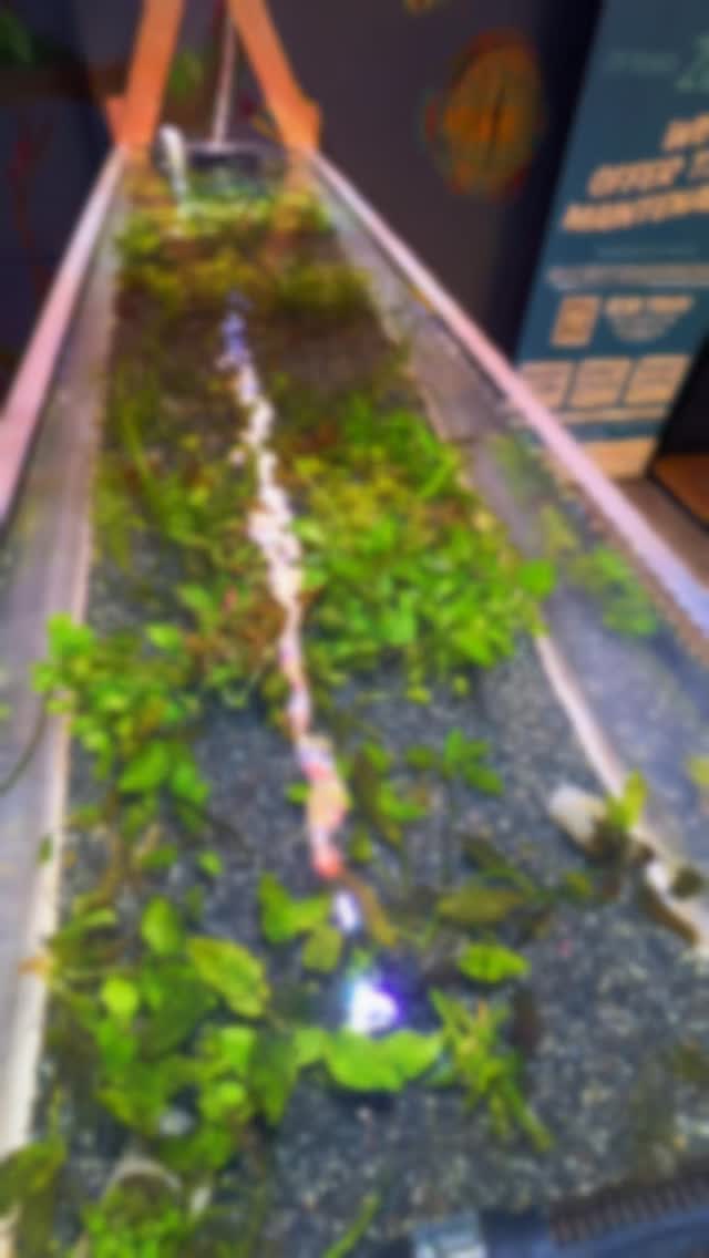 WE GOT THE PLANTS! 🌿
From beginner-friendly plants to aquascaping favorites, we’ve got plenty to help bring your aquarium to life.
#charlotte #aquariumhobby #fishtank #plantedtank #aquarium