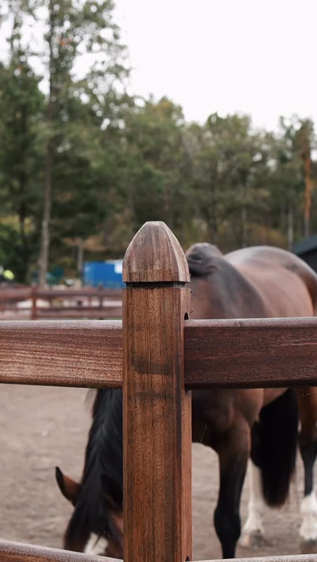 Built to last. Designed to impress✨
Our tropical hardwood fencing combines exceptional strength with timeless style, delivering decades of performance with virtually no maintenance.
Featuring slide-through rails as standard for enhanced safety and a clean, premium finish💎
Natural beauty. Unmatched durability. Built for the long term 🐴
🎥 @eventsthroughalens
#nortonsfencing #equestrianfencing #equestrian #fencing #equestriandesign