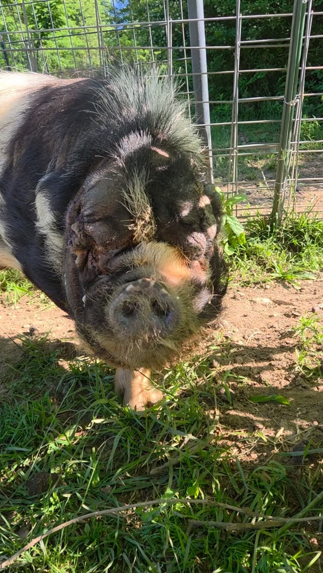 Happy Thursday from Reuben. #noearsnoproblem #animalrescue #kunekune #piggy #pigsofinstagram