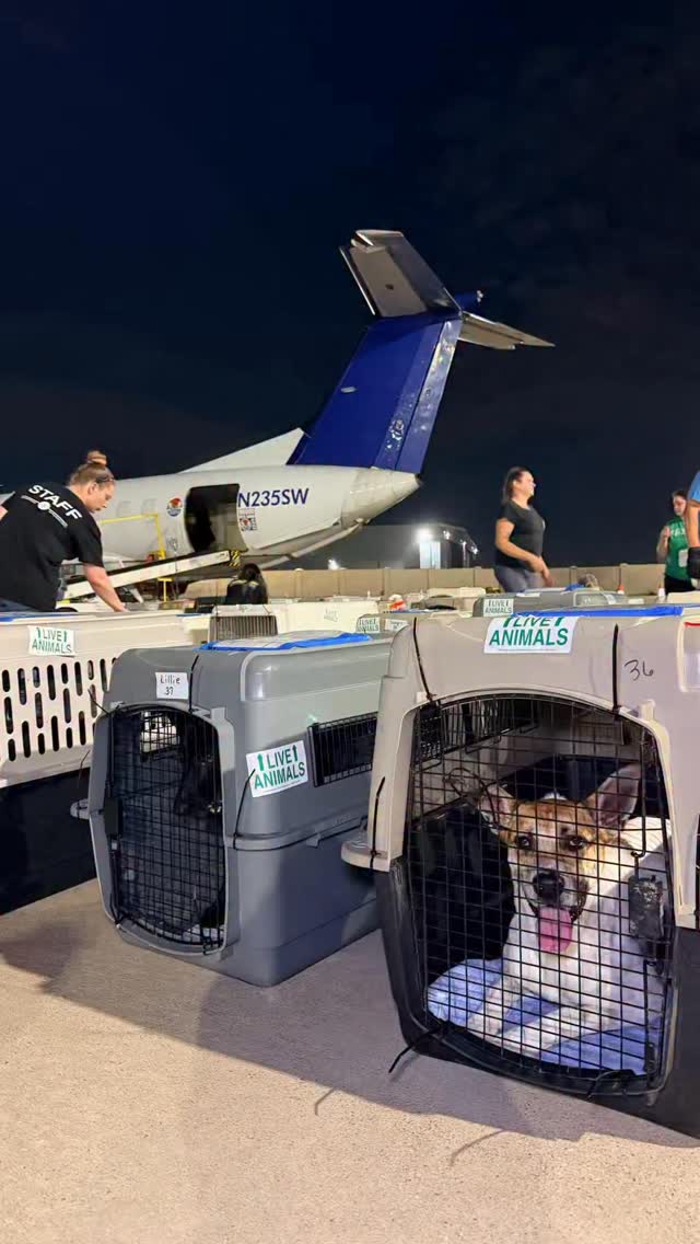 Wings of Rescue has already completed ๐๐ ๐๐ฅ๐ข๐ ๐ก๐ญ๐ฌ ๐ข๐ง ๐๐๐๐, helping move more than ๐,๐๐๐ ๐ฉ๐๐ญ๐ฌ ๐ญ๐จ๐ฐ๐๐ซ๐ ๐ฌ๐๐๐๐ญ๐ฒ ๐๐ง๐ ๐๐ข๐ซ๐ฌ๐ญ ๐๐ก๐๐ง๐๐๐ฌ.
Seven additional large-scale flights are already scheduled for June, with more continuing to be added to the docket as overcrowded shelters across the country reach out for help daily.
Thank you for sharing our posts, helping spread awareness, supporting our flights, and standing behind this mission. Every share, every conversation, and every act of support helps more pets move toward safety.
๐
๐จ๐ฅ๐ฅ๐จ๐ฐ ๐จ๐ฎ๐ซ ๐ฃ๐จ๐ฎ๐ซ๐ง๐๐ฒ, ๐ฌ๐ฎ๐ฉ๐ฉ๐จ๐ซ๐ญ ๐ฎ๐ฉ๐๐จ๐ฆ๐ข๐ง๐ ๐๐ฅ๐ข๐ ๐ก๐ญ๐ฌ, ๐ฌ๐ก๐จ๐ฉ ๐ฆ๐๐ซ๐๐ก, ๐๐ง๐ ๐ฅ๐๐๐ซ๐ง ๐ฆ๐จ๐ซ๐ โ ๐๐ข๐ง๐ค ๐ข๐ง ๐๐ข๐จ.
#LetTheFurFly #dogs #cats #flight #rescue