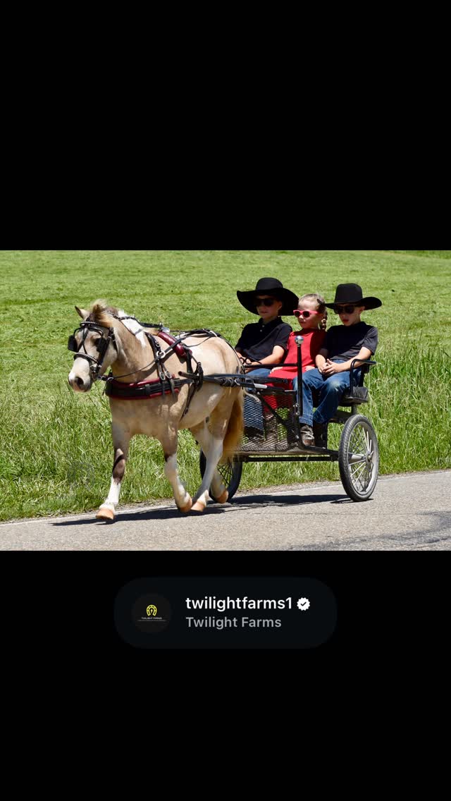 ✨ Banjo ✨
4-year-old buckskin & white paint gelding with a one-of-a-kind look and the sweetest family-friendly personality.
✔️ Ride & drive
✔️ Traffic safe
✔️ Kid approved
✔️ Trail & road driven
✔️ Family friendly
✔️ Trick trained
Banjo has spent the past several months being enjoyed by three small children and has become the kind of dependable pony every family dreams about.
Quiet enough for the little kids.
Big enough for the bigger kids.
Safe enough for everyone to enjoy. ❤️
PLUS — his younger brother will also be available and would make an adorable matching team prospect.
🎥 https://youtu.be/7N4KNbUmGw0
🔗 www.twilightfarms.net/banjo
📍Fresno, Ohio
✈️ Nationwide shipping available
#buckskinpony #minipony #drivingpony #rideanddrive #twilightfarms