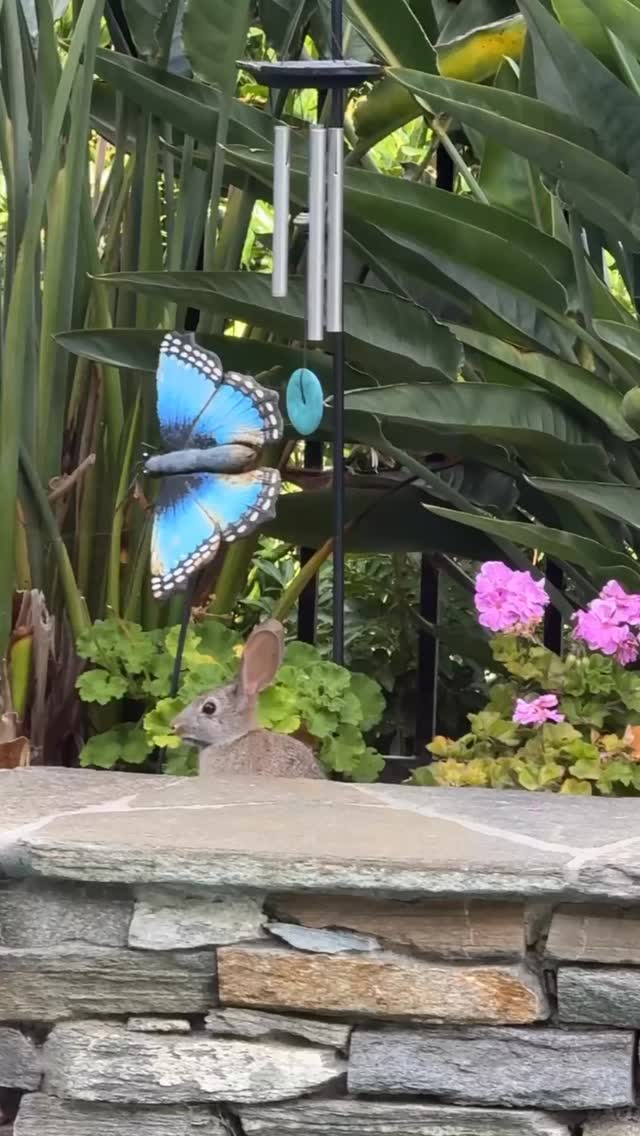 Non-harming...Today I do my best to practice Ahimsa — non-harming.
Even when this adorable little thief
is eating my flowerrrrrrrrs. 🐇🌸😂
Breathe in compassion.
Breathe out garden rage.
.
.
.
.
.
#Ahimsa #NonHarming #YogaPrinciples #YogaOffTheMat #gardendrama