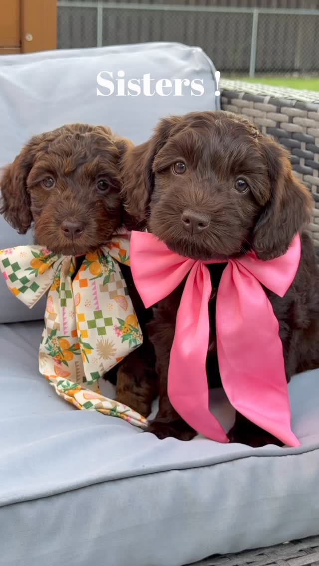 Sisters sisters! Our first go-home for our “Toast” litter was extra special x 2! This family is up for double the fun (and challenge !) of both Nelly and Ruby (Champagne and Shirley Temple)! While this is not a great idea for some, this family has a full house of help and love for the summer and have committed to having plenty of puppy independent time and training sessions as well. It truly warmed my heart to send them off TOGETHER and while some aspects of double the puppy can be challenging , they are also built in playmates . Plus we had to chuckle because this family has raised twin humans , so double the puppy should come as no great shock to them ❤️🐾
.
.
.#australianlabradoodle #doublethefun #southmittenlabradoodles #minilabradoodle #australianlabradoodlepuppy