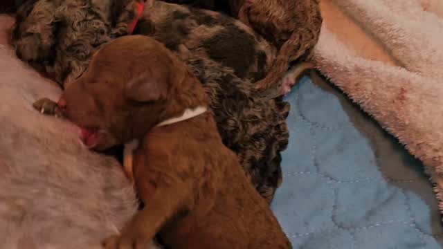 VOLUME UP!😍
.
is there a better sound 🥹🐩
.
The mini luna x chilli poodles have arrived!!!!!!!
🤎❤️🤎❤️🤎❤️🤎❤️chocolates and reds😍
We will have 2 opening for this litter due to the larger number born!