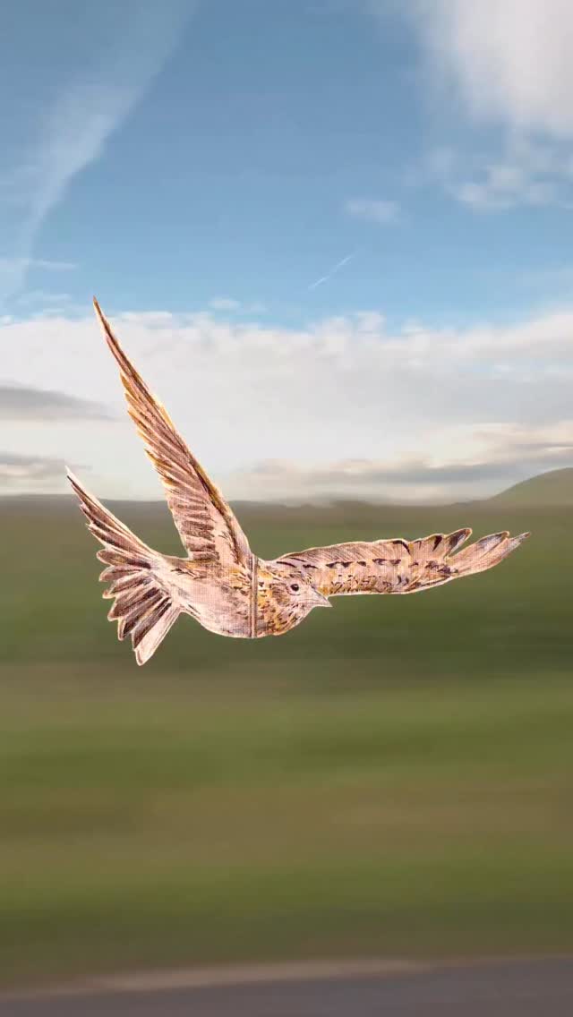 fly by
super quick animation of my ink piece of skylarks!!
Had this idea in my head for a while, so this is mostly to see if it worked!!!
.
🎶 is an OG @ukbeetlemania providing a jazzy backdrop for fly by
.
.
.
#art #animation #bird #fly #artist @yorkshiredales @dalerrowney1783 @btobirds @rspb @yorkshirewildlifetrust_