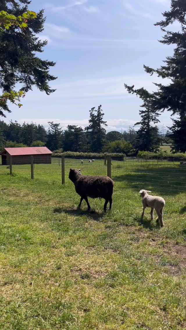 Feeling very grateful for our home here on Whidbey Island this World Environment Day🌲🌿🌄
Our maritime climate provides mild temperatures year-round, lush green pastures, and cool coastal air; conditions that are ideal for longwool breeds like our Wensleydales and Teeswaters.
These breeds were developed in regions with similar climates, allowing them to thrive here while producing the beautiful fleeces they’re known for. Healthy sheep, abundant grazing, and exceptional wool; all thanks to a little island surrounded by water 🌿🐑🌊
– Wild Rose Farm, Whidbey Island WA
#whidbeyisland #washingtonstate #pnw #pacificnorthwest #whidbeyislandlife