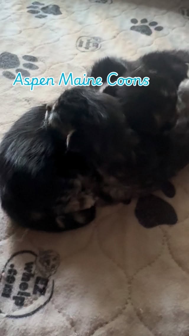 #mainecoonsofinstagram #mainecoonlovers #mainecoonlife #mainecooncatlovers #aspenmainecoons