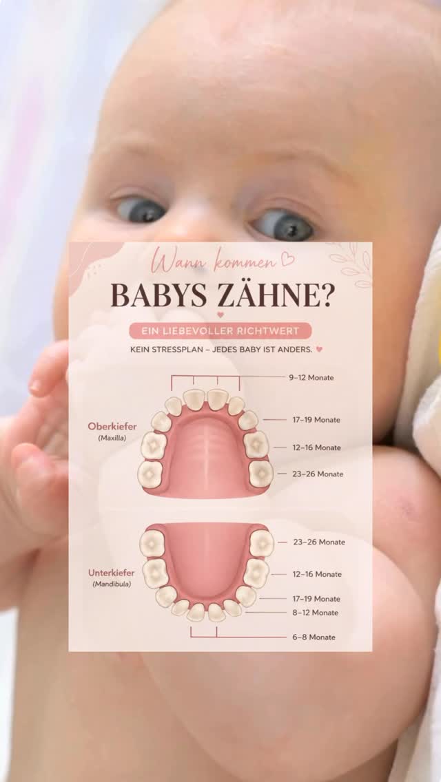 Jedes 👶🏻 zahnt anders (meine Story weiter unten 👇)
Der Zahndurchbruch kann den Schlaf kurzfristig beeinflussen, ACHTUNG: aber er ist nicht automatisch die Ursache jeder unruhigen Nacht. 💛
Viele Mütter schieben jede Schlafveränderung sofort aufs Zahnen. Dabei lohnt es sich, genauer hinzuschauen…👀 vorallem bei vermeintlichem monatelangem Zahnen.
✨ Typische Zahnungsanzeichen sind
:
💧 Mehr Speichelfluss
🦷 Beißen auf Gegenständen
😩 Quengeliger sein als sonst
🌡️ Leicht erhöhte Temperatur
👶 Mehr Nähe und Kuschelbedürfnis
Und jetzt etwas Persönliches: Meine Tochter hatte einen verspäteten Zahndurchbruch. Ihren ersten Zahn bekam sie erst mit 13 Monaten. 🥰
Bei meinem Sohn verlief alles deutlich näher an den Zeiträumen, die du in der Übersicht findest.
Genau deshalb ist es so wichtig zu wissen: Jedes Kind hat sein eigenes Tempo. Vergleiche helfen selten, Vertrauen in dein Kind dafür umso mehr.
📌 Speichere dir dieses Reel für später ab.
📤 Teile es mit einer frischgebackenen Mama, die gerade mitten in der Zahnungszeit steckt.
Und jetzt bin ich neugierig: Wie viele 🦷 hat dein Schatz aktuell schon & wie alt ist es?
#zahnen#baby#zahndurchbruch
