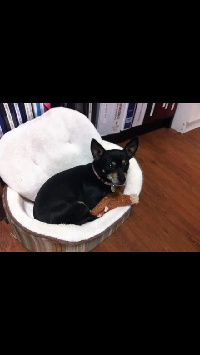 Goodbye my friend 💔🥀🌈 Cookie, my beloved friend took her last breath next to Shanti and me, in our home, at 3:20am. She had an amazing life, with us for 14 years after we picked her up from the street, where she was almost run over, she was a therapy dog and worked with me for many years making lots and lot of people. She loved kids and we all love her. Run my lill Cookie, go be with Chofesh and Joey 🐶🌈✨ I will miss you so much 🫂❤️