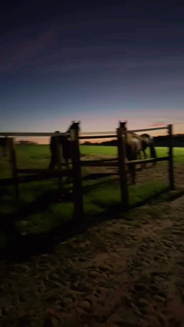 The dawn feels different when shared with those who truly live in the present moment š„°
#RanchoReposo #FriesianHorses #Amanecer #HorseConnection #NatureHealing OcalaFlorida PeaceInMotion FriesianLife