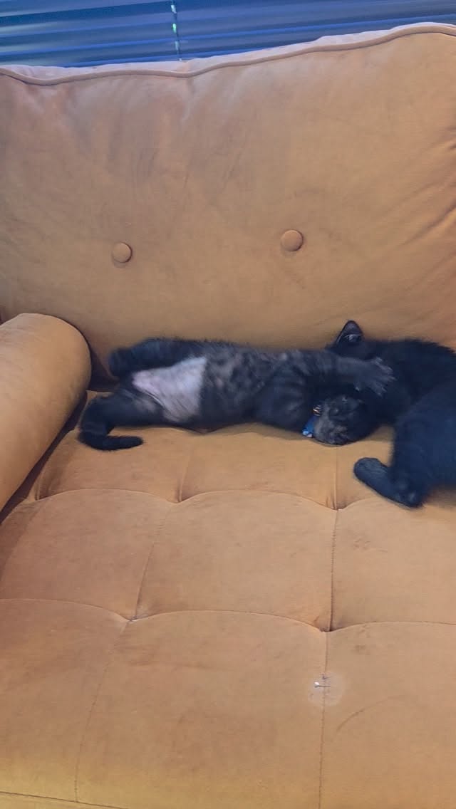 Where are all my black cat lovers at??! This brother and sister would love to tumble home to you!!