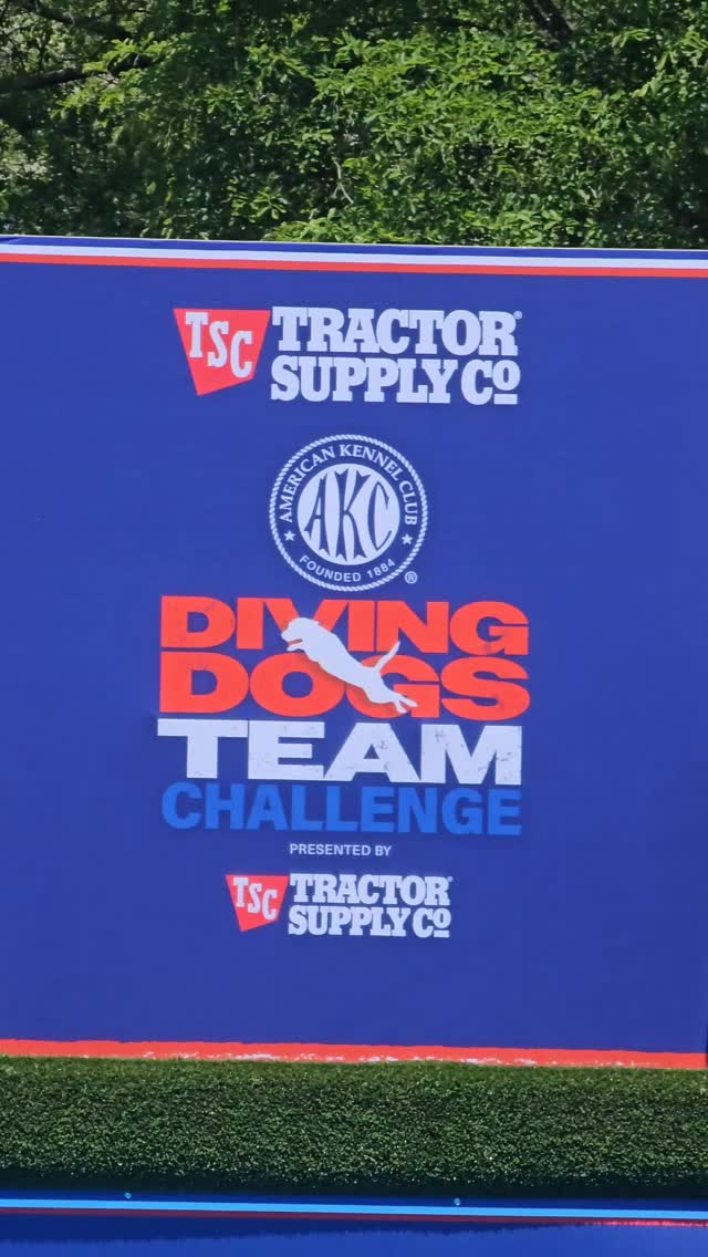 We headed up to Philadelphia to compete in the AKC's first ever Diving Dogs Team Challenge! Celebrating USA's 250th 🇺🇸 ❤️🤍💙
We were selected to be on Team Philadelphia and met our teammates when we got there!
Meet Team Philly 💙
Pico
Cannonball
Anise
Vern
Logan
Rider
Broadcasting info coming soon! 📺
#AKCUSA250 #AKCDivingDogsTeamChallenge #NADD #divingdogs