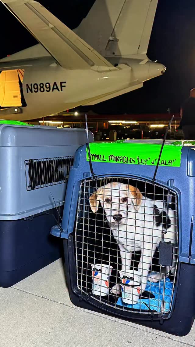 By the end of June, Wings of Rescue will have completed more than 60 flights this year.
What many people donโt see is that every flight starts weeks before takeoff.
Shelters identifying at-risk pets. Medical teams preparing records. Receiving partners securing adopters, fosters, and open kennel space. Our transport team coordinating every detail behind the scenes.
The plane and pets may get the attention, but the real work happens on the ground.
We are grateful for every sending shelter, receiving partner, and supporter who helps make these missions possible. Wings of Rescue does not charge shelters for transport. Instead, these lifesaving flights are funded by compassionate supporters across North America and the Caribbean who keep our wings in the air.
LINK IN BIO
#LetTheFurFly #rescue #dogs #cats