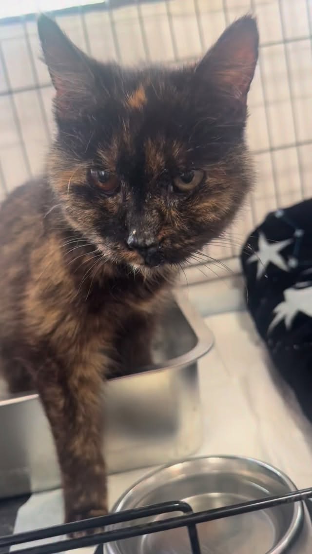 This senior queen was found outside looking tired, frail, and under the weather. The finder had her scanned for a microchip and assessed at an ER, and she didn’t have a chip, or any visible critical issues. Well here she is. She’s perfect in every way.
We named her Hazel and she’s definitely a super senior. We will have her bloodwork checked next week but for now she’s eating great, relaxing, and getting so much love.
Disclaimer: this cat is my dream cat, but I’m so tired and feel maxed out lately. Can I take her home and let her spend the rest of her days relaxing in a window seat or on my bed? Yes! But if anyone is home more and wants to give TONS of love to a very deserving lady, let me know.
Another disclaimer: she’s perfect 😭 🆘