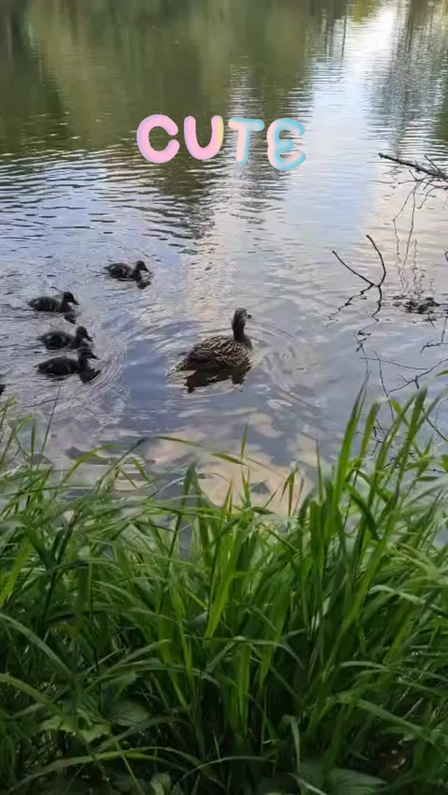 Brno can look like this, too. 🦆🦆🦆
Don’t forget to notice the beauty around you. 😊
Whether on our walks around the city or anywhere else in the world. 🌍