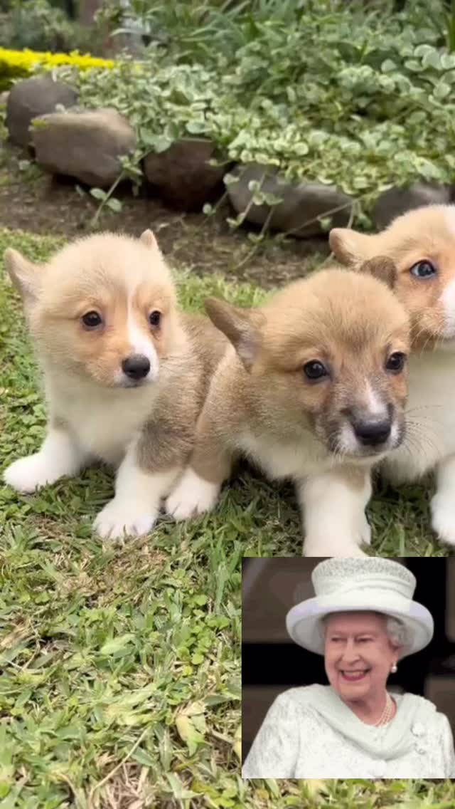 Conócelos 🐶La realiza en 4 patas 🐾