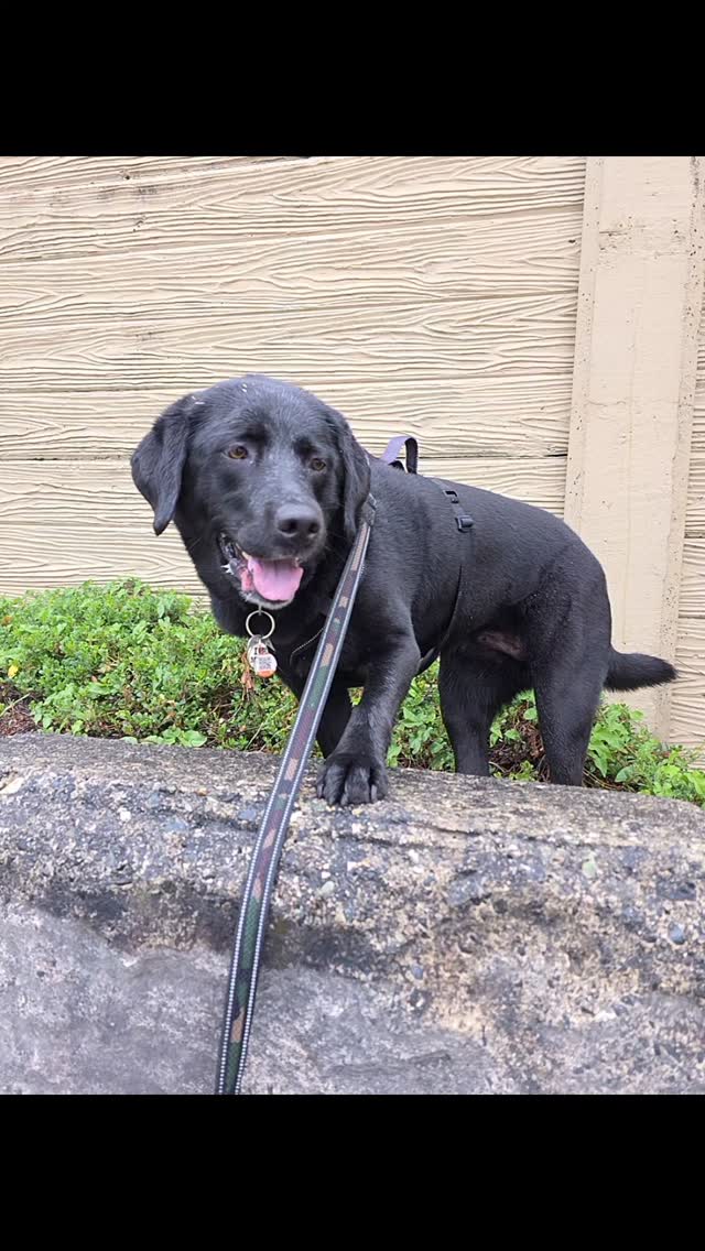 Maddison is back for some walks while her parents are away. Hard to believe this girl is 6 and was only 6 months when we first met 😭❤️🐾