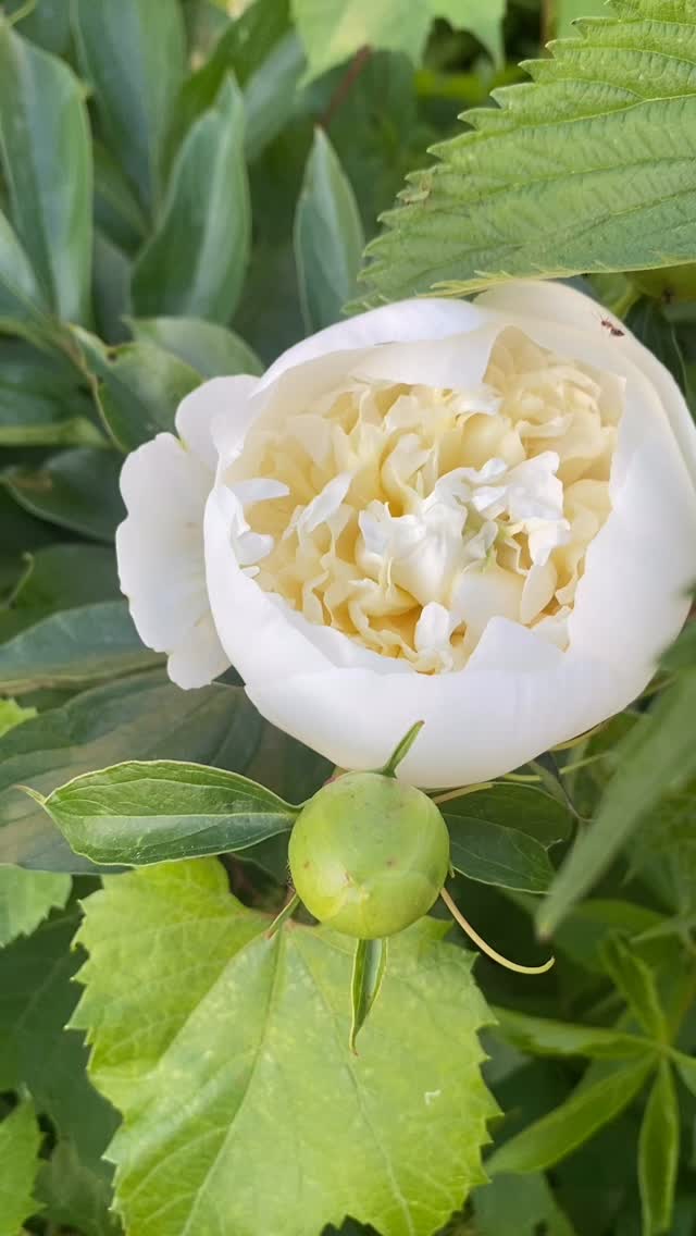 ⚪️
🤍
getting to know you / getting to love you / never seen a flower so perfect