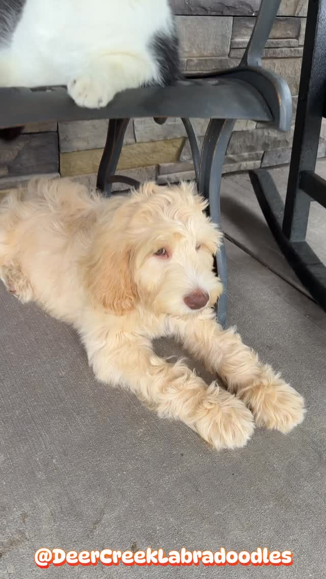 Just hangin’ with my bestie. #deercreeklabradoodles #catsofinstagram #puppiesofinstagram #doodlesofinstagram #labradoodlepuppy